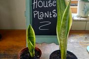 Mother in laws Tongue House plant