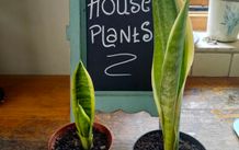 Mother in laws Tongue House plant