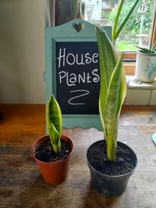 Mother in laws Tongue House plant