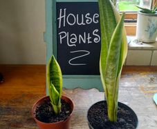 Mother in laws Tongue House plant