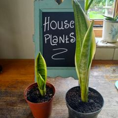 Mother in laws Tongue House plant