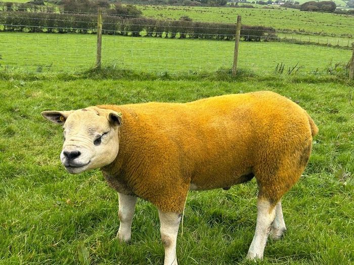 Pedigree Texel shearling rams