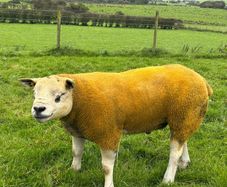 Pedigree Texel shearling rams