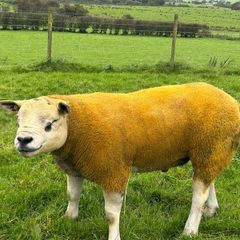 Pedigree Texel shearling rams