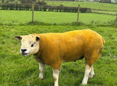Pedigree Texel shearling rams