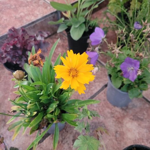 instant garden starter pack of 20 plants