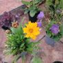 instant garden starter pack of 20 plants Image 2