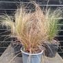 tall grasses , 4 " green pony tail " & 1 bronze  , Image 4