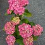 Hydrangea Image 2