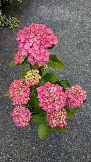 Hydrangea