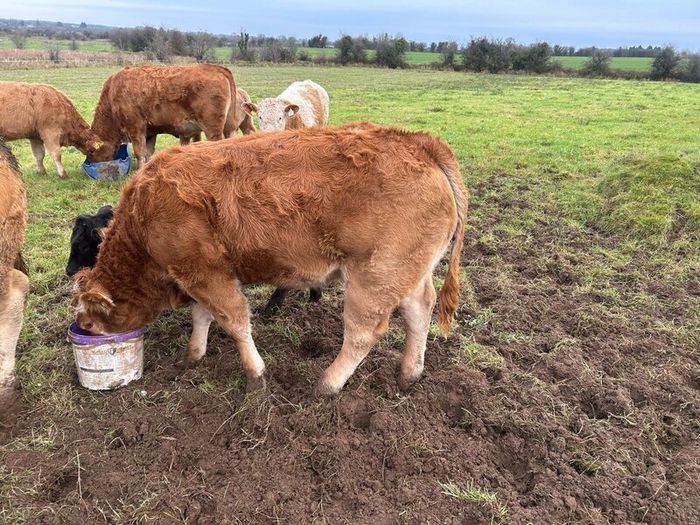 Weanling Heifers