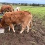 Weanling Heifers Image 5
