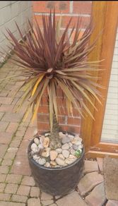 Palm Tree
