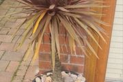 Palm Tree