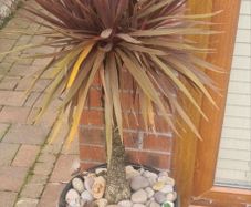 Palm Tree