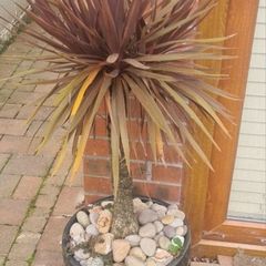 Palm Tree