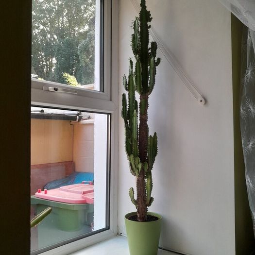 2 cactus