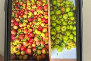 apples