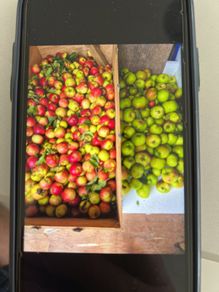 apples