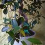 Ficus bonsai Image 5