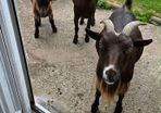 Pygmy goats