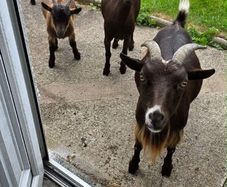 Pygmy goats