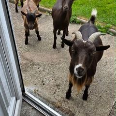 Pygmy goats