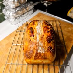 sourdough starter