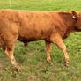 Cattle Image 2