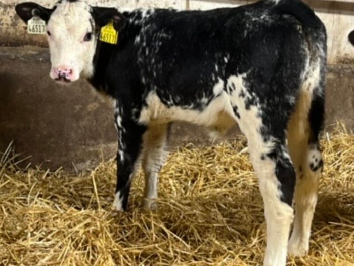 Belgian Blue Heifer Calves