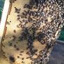 Nucs of bees Image 2