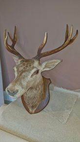 Irish Red Deer head