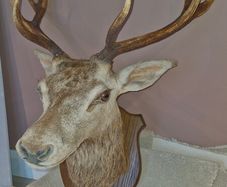 Irish Red Deer head