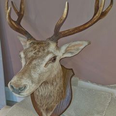 Irish Red Deer head
