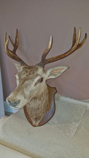 Irish Red Deer head