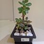 Money Tree Plant Image 2