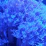 Xenia Image 2