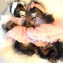 doll    Very cute reborn twin monkey's Image 7