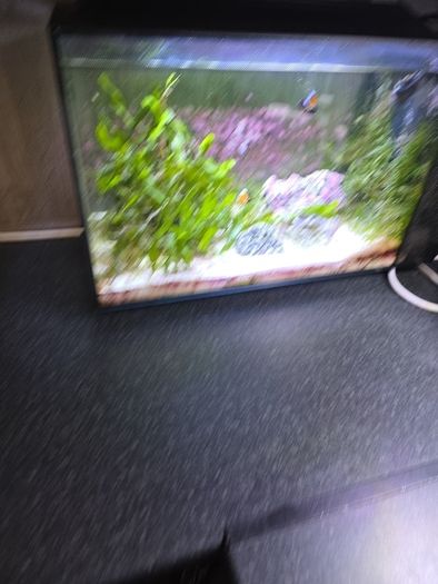 fluval nano marine marcoalgie tank