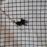 Ralph Lauren little boys checked shirt Image 2