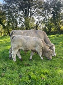 Charlois bull calf