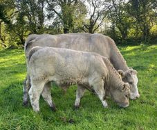 Charlois bull calf
