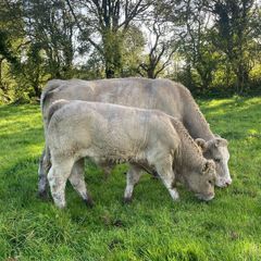 Charlois bull calf