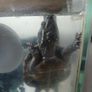 Musk Turtle and Tank Image 8