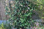 Evergreen pleached jasmine