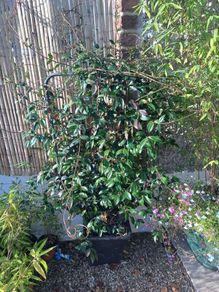 Evergreen pleached jasmine