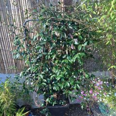 Evergreen pleached jasmine