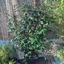 Large Garden Plant bundle 28+ plants Image 6