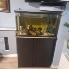 fish tank and fish