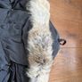 canada goose Image 8